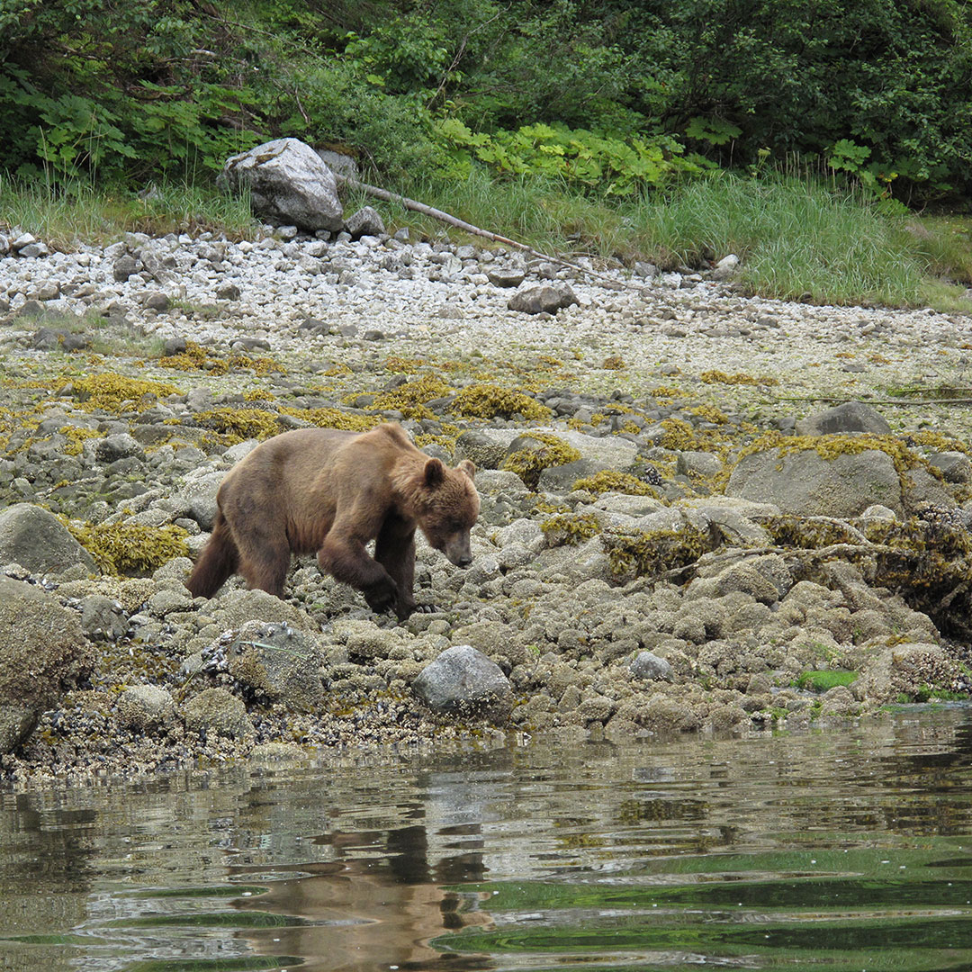 John_Schnell_TAZ_bears-05