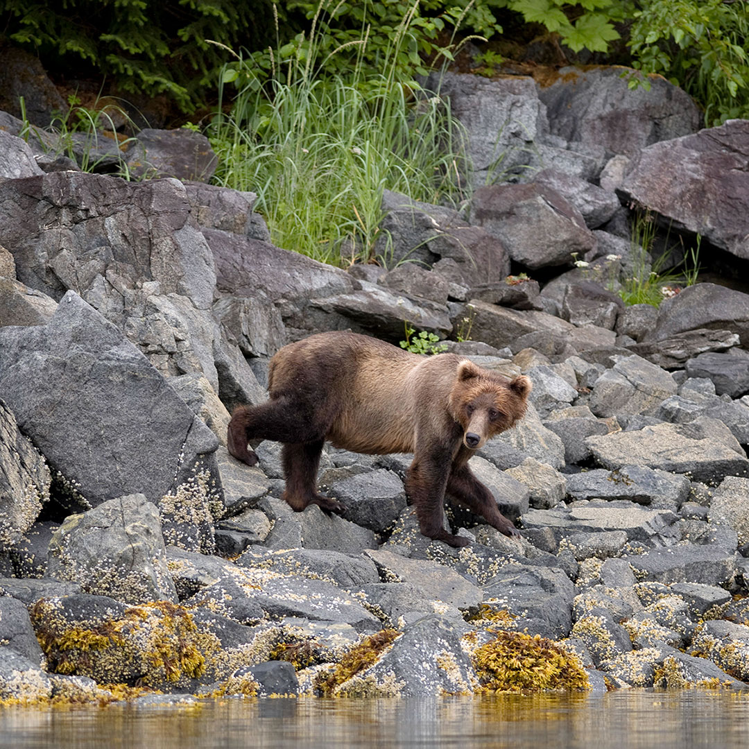 John_Schnell_TAZ_bears-16