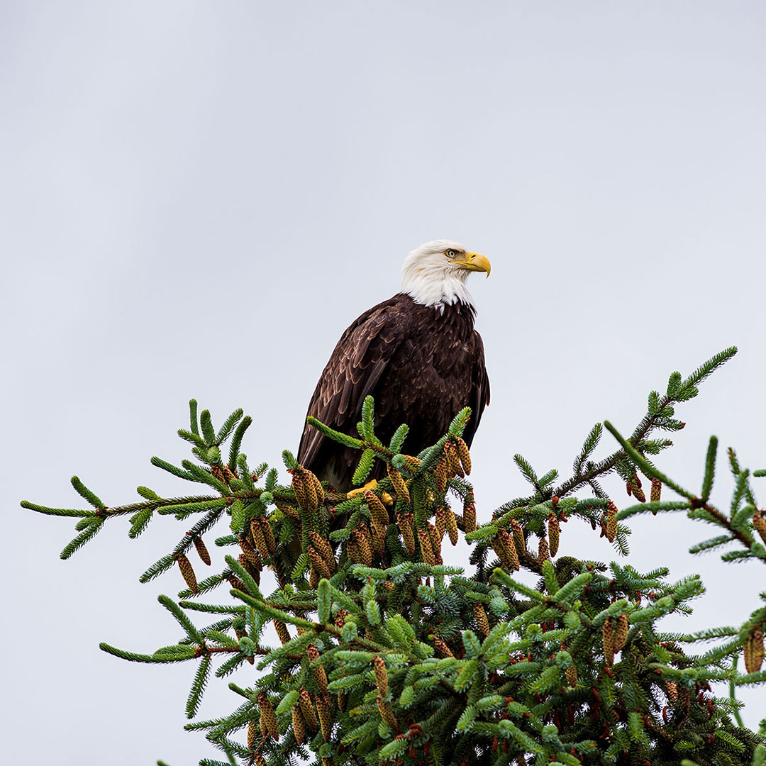 John_Schnell_TAZ_eagles-21