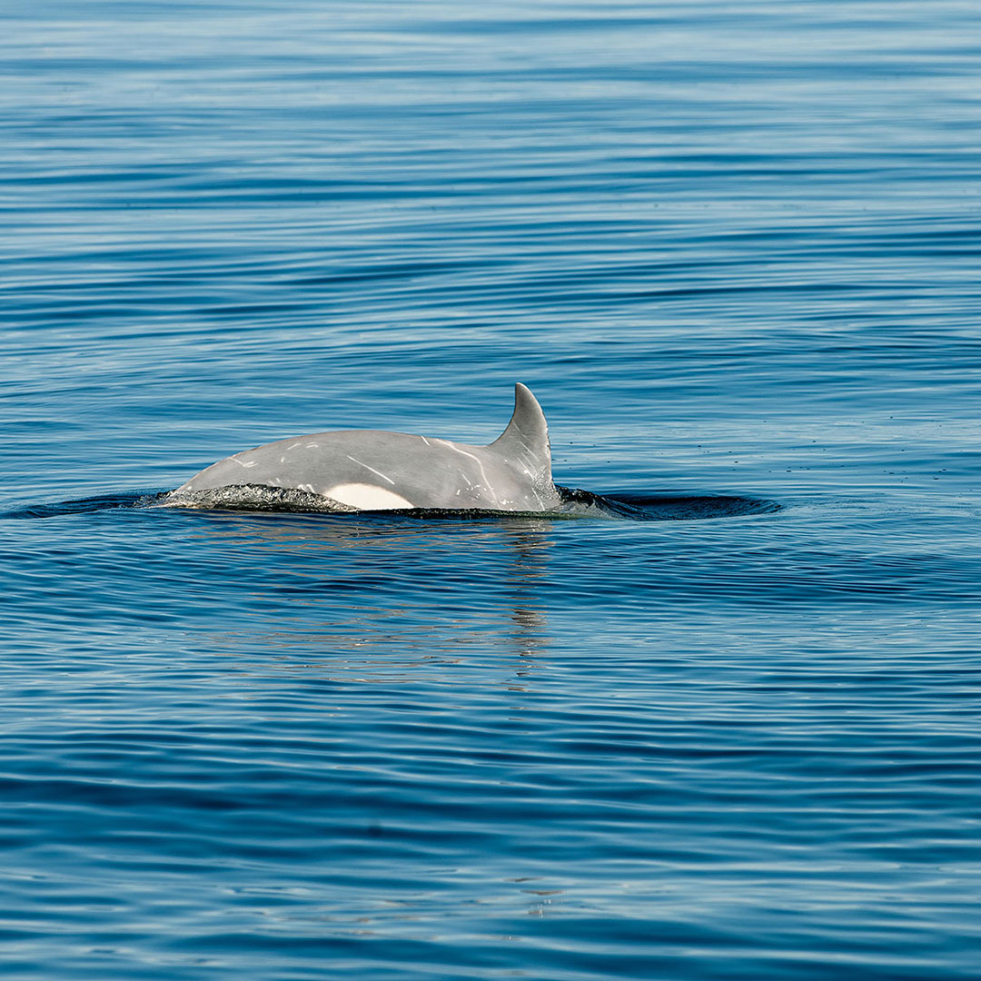 John_Schnell_TAZ_orcas-08