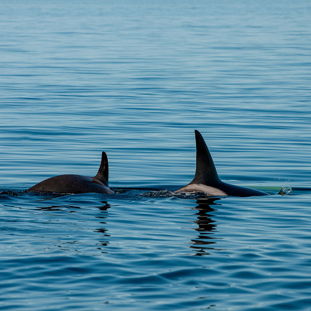 John_Schnell_TAZ_orcas-16