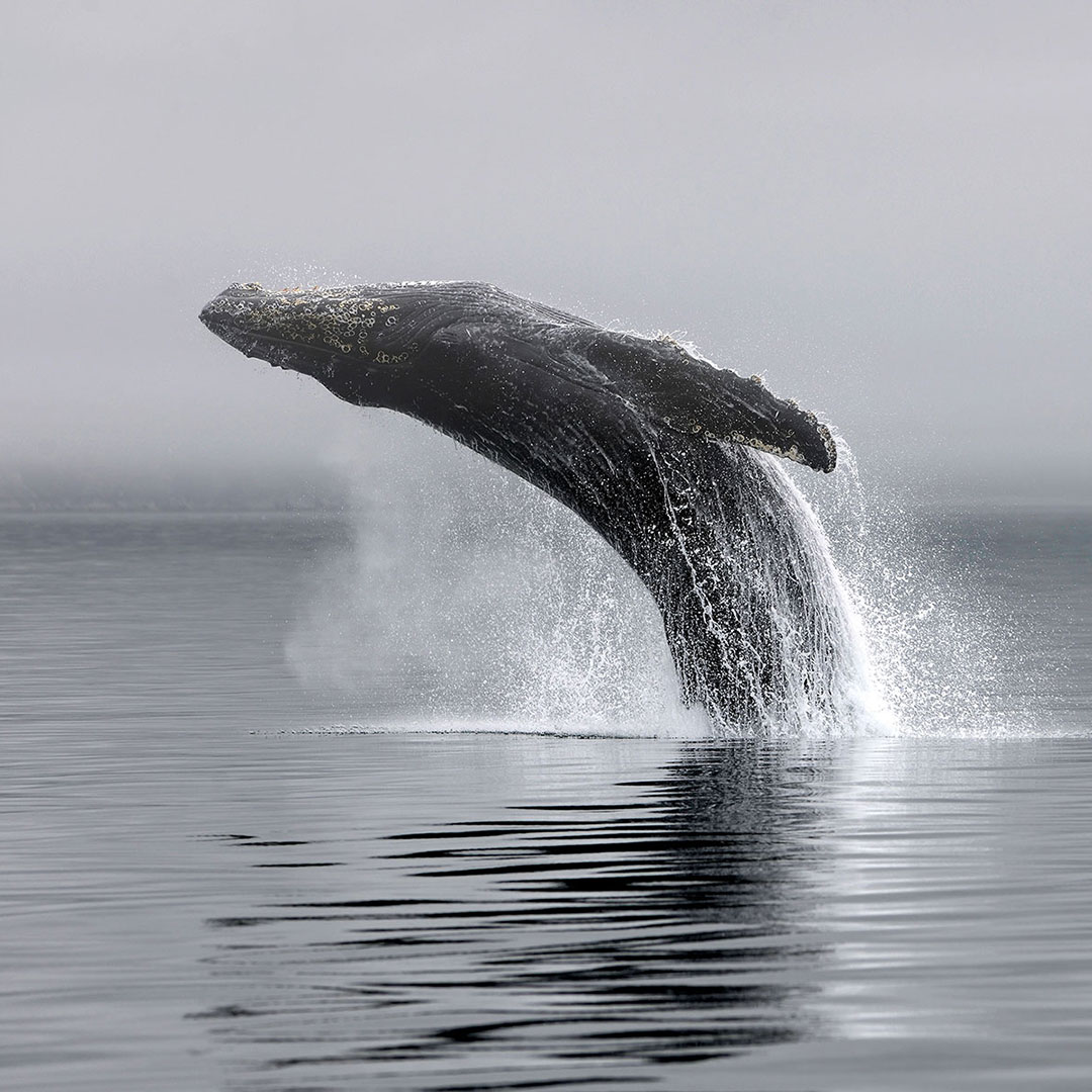John_Schnell_TAZ_whales-20