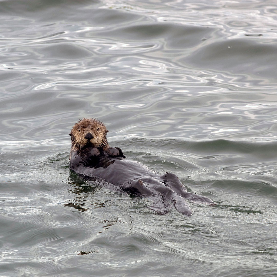 John_Schnell_TAZ_wildlife-08