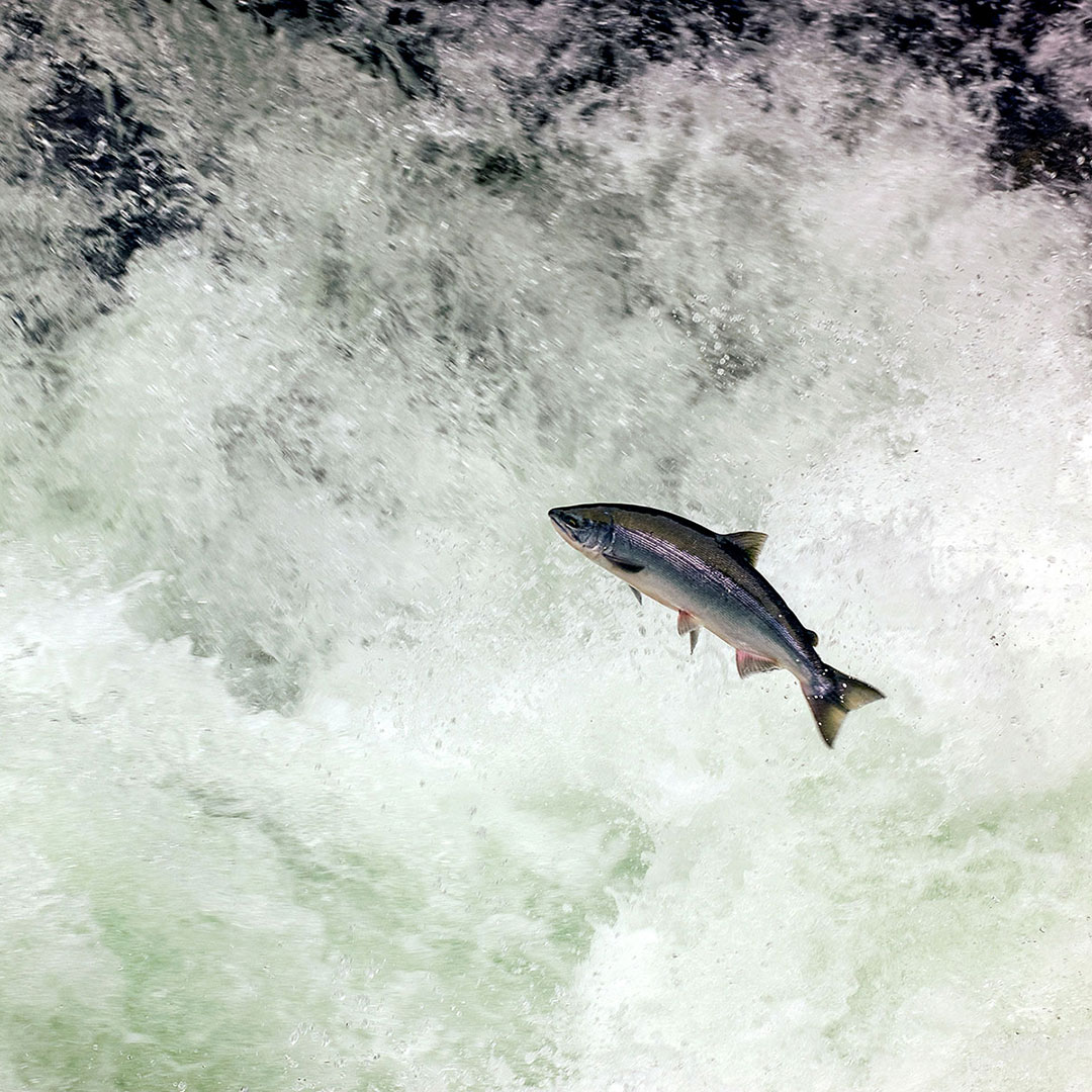 John_Schnell_TAZ_wildlife-09