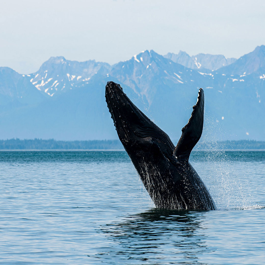 TAZ Whale Watching: Bears, Eagles, Orcas and Whales